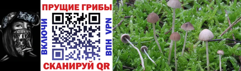 Галлюциногенные грибы Psilocybe  Люберцы 